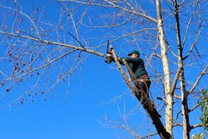 Professional Tree Services 2