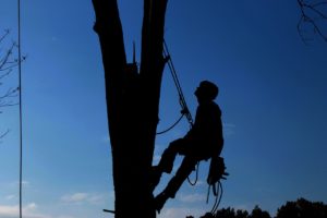 Professional Tree Services