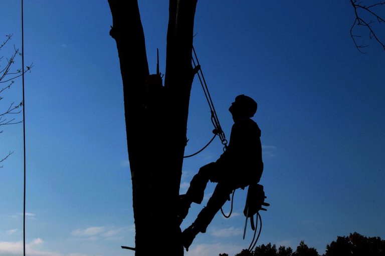 Why You Need Professional Tree Services
