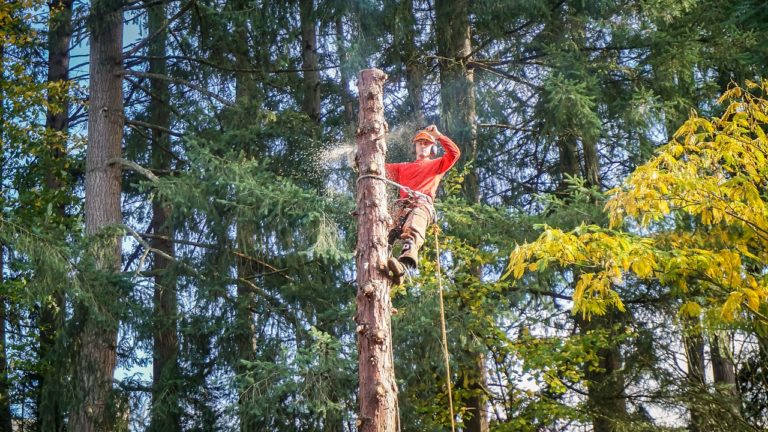 Qualities of a Good Tree Removal Company