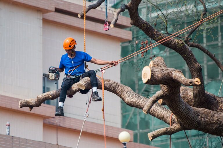 5 Signs It’s Time to Call a Tree Removal Expert